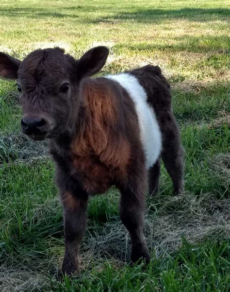 Baby cows for sale near me - Currently Available: Pet Mini Cow: FRED: A French Normande and Mini Jersey cross, FRED was calved 26 MAR 2021 heere on Falster Farm. He has some small horns from his mother's side and is a docile about 46″ tall steer. He is a grass fed and finishing youngster. He was only 25# at birth and yet a real stem-winder of activity.